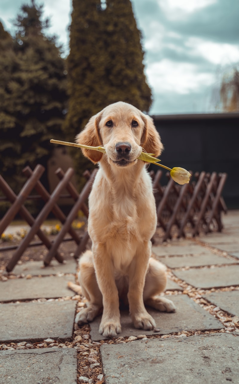 Pet Supplies