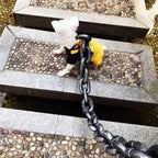 Lightweight Simulated Dog Chain Leash