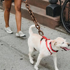 Lightweight Simulated Dog Chain Leash